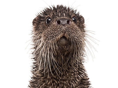 the dreaming otter: origin story