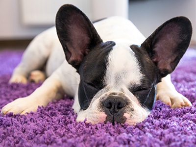 the little dog & vulnerability