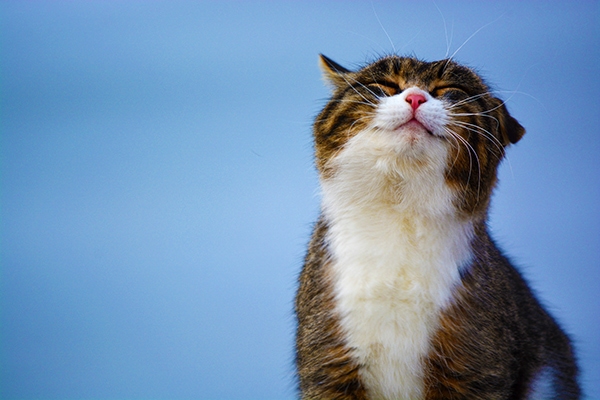 for the love of cat (a journey)